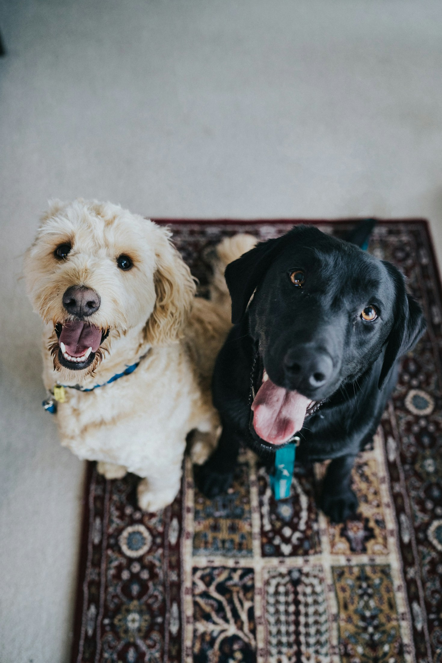 Warum Bio Ernährung für Hunde wichtig ist